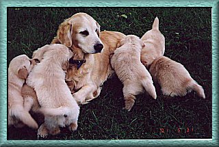 Golden Retriever