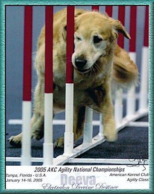 Golden Retriever