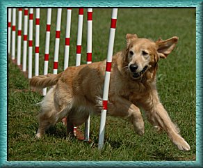 Golden Retriever