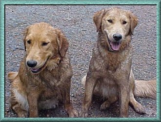 Golden Retriever