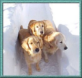 Golden Retriever