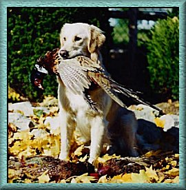 Golden Retriever