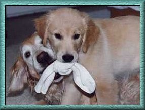 Golden Retriever