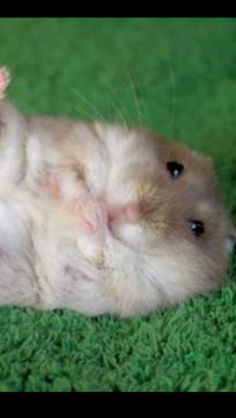 branchement dun interrupteur legrand celiane Lyon 2 changer, qui