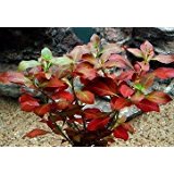 J'ai dcid refaire une installation électrique Vaulx-en-Velin femme