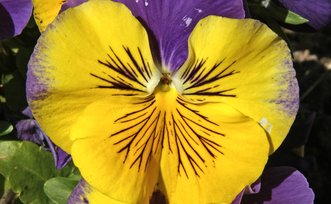 cablage interrupteur avec lampe temoin Lyon 8