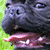 The Warg: Harley