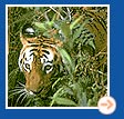 Jungle Tour