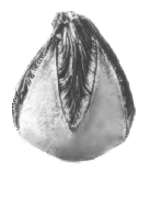 Blastoid