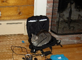 We've always wondered why Gabby has to spend SO much time draped over Brian's lap. Now we know--he thinks he's Brian's laptop computer! (Note, he has even affixed a power cord of some sort to himself.)