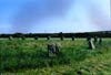 circle of stones 2jpg