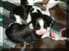 olivepuppies1.jpg (141072 octets)