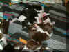 olivepuppies2.jpg (170466 octets)