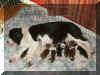 olivepuppies3.jpg (145008 octets)