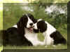 taboopupy.jpg (114871 octets)