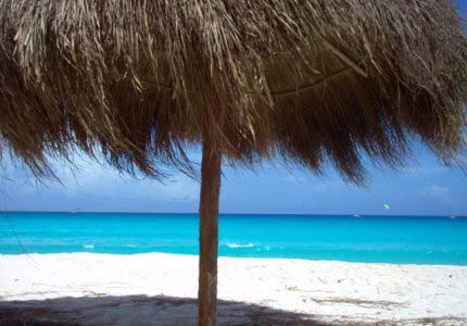Palapa Tree