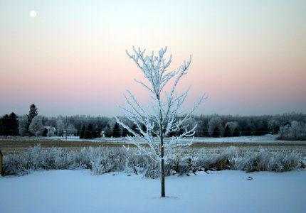 Winter Tree