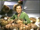 Tribbles
