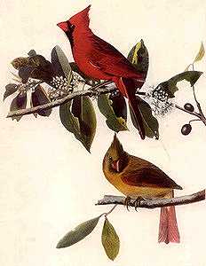 Cardinals