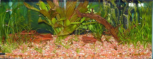 40 gallon planted community tank pictures