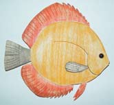 intarsia discus, intarsia tropical fish