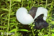 apple snails mating
