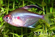 bleeding heart tetra