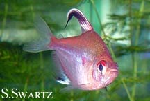 bleeding heart tetra care