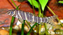 botia striata care