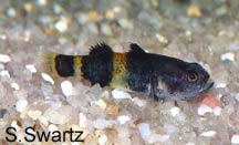 bumblebee goby