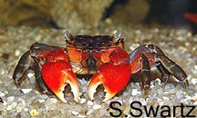 red claw crab