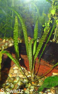 Cryptocoryne crispatula