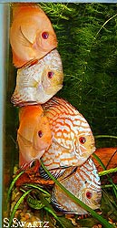 pigeon blood discus care