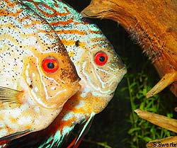 breeding discus