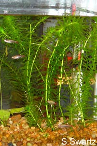 brazilian waterweed