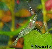 glass shrimp