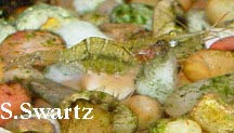 ghost shrimp care