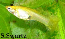 guppy