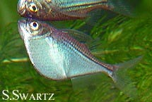 hatchet fish