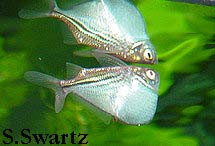 hatchet fish care