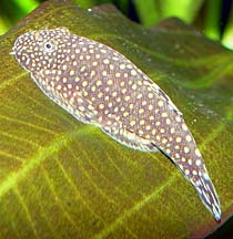 hillstream loach care, butterfly loach