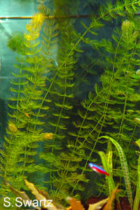 hornwort