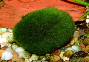 Marimo ball