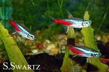 neon tetra