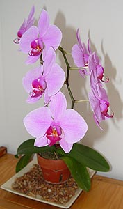 Phalaenopsis Orchid