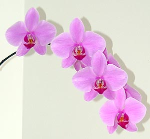 orchid