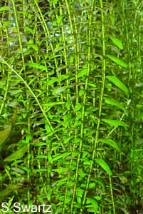 Rotala rotundifolia