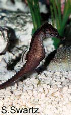 seahorse