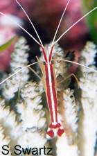 saltwater shrimp