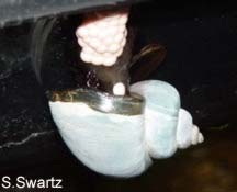 apple snail